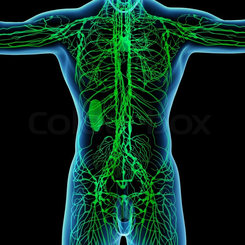 3D render lymphatic system back view