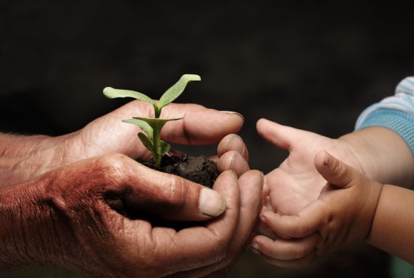 seedling