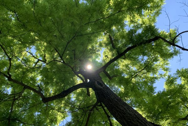 Tree top